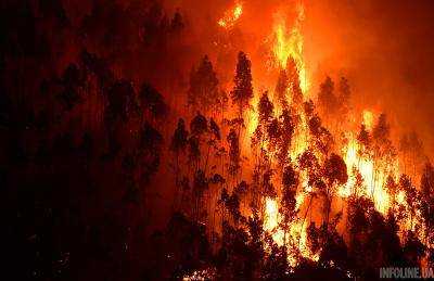 В Индии лесной пожар унес жизни девяти человек