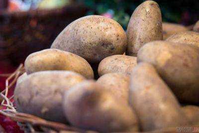 Україна практично не вирощує картоплю у промислових масштабах