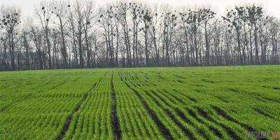 В Минагрополитики сообщили о состоянии озимых зерновых культур