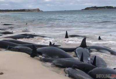 В Австралии более 150 черных дельфинов выбросились на берег