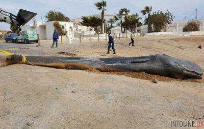 На побережье Испании нашли мертвого кита: людей поразило то, что они нашли в его желудке!