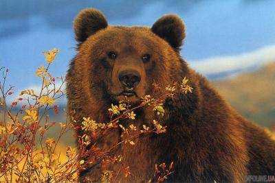 Биологи случайно убили редкого бурого медведя в Италии