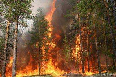 Лесной пожар в Черниговской области ликвидировали за полтора суток.Видео