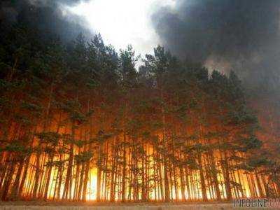 В Луганской области загорелся лес