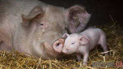 В Украине упали цены на свинину