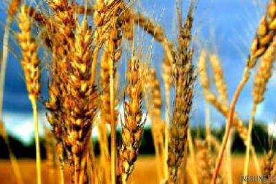 Украинский урожай зерна составляет 45-50 млн тонн в год