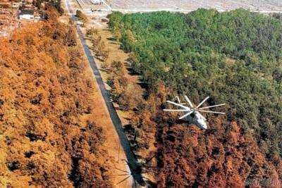 В Чернобыле горит участок "Рыжего леса"