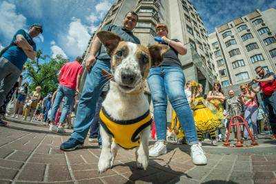 В Киеве прошел парад собак породы Джек-рассел