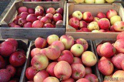 Яблоки, груши и айва: Швеция увеличила импорт украинских фруктов
