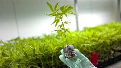 Парламент Португалии одобрил легализацию марихуаны в медицинских целях