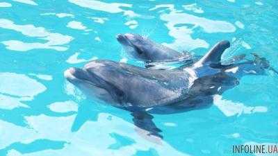 В одесском дельфинарии во время шоу родился дельфинчик