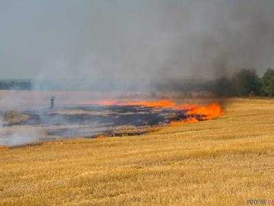 В Херсонской области загорелось 170 га пшеничного поля