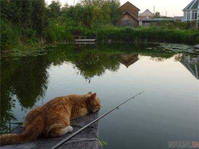 Поймал себе обед: в сети показали кота-рыболова.Видео