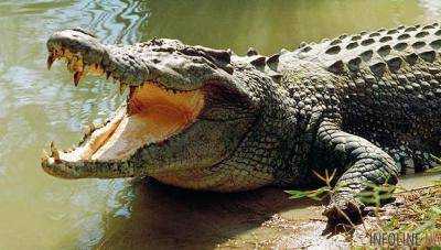 В Индонезии разъяренная толпа забила около 300 крокодилов