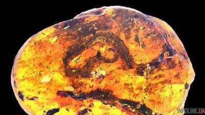 Ученые впервые нашли в янтаре предка змеи