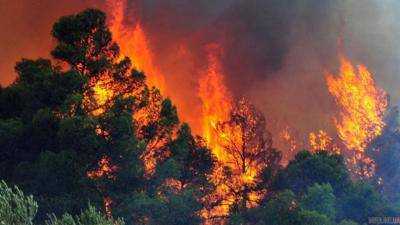 На греческом острове Эвбея возник сильный лесной пожар