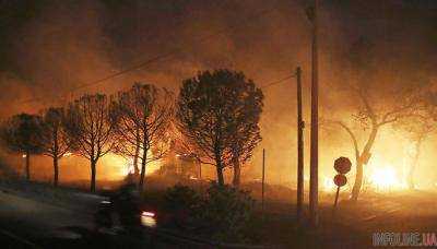 Лесные пожары в Греции: число погибших достигло 98