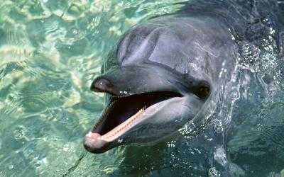 Дельфин после потери стаи - выучил язык морских свиней, чтобы не быть одиноким