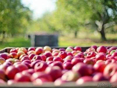 Больше всего украинских яблок с начала года купила Беларусь
