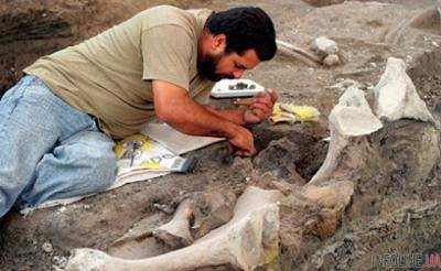 Археологи нашли останки животного, которому 558 млн лет