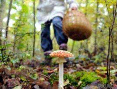 В Херсонской области от отравления грибами умер отец и его 8-летняя дочь