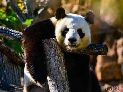 В Китае туристам запретили фотографироваться с пандами