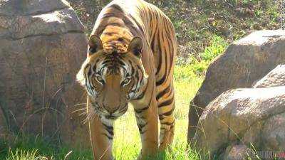 В Индии застрелили тигрицу, которая убила 13 человек