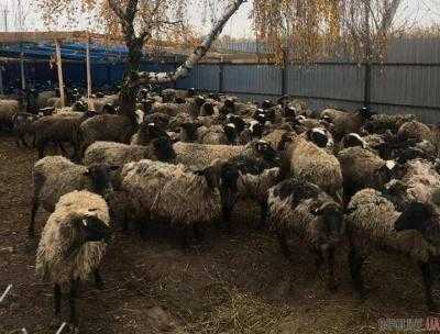 Спасенных овец доставили на екоферму под Одессой