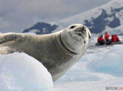 Украинские полярники отправятся исследовать тюленей-крабоедов