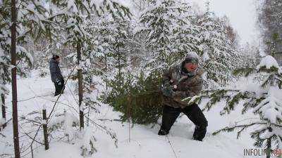 Главные лесники страны готовят елки к зимним праздникам