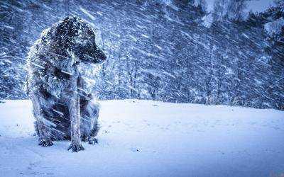 Украинцев предупредили о снежном буране