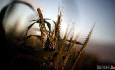 Россия травит суррогатом будущий урожай украинских фермеров
