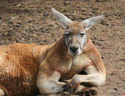 В Австралии умер "самый известный в мире" кенгуру Роджер