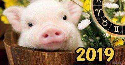 Астролог рассказал, каким будет год Свиньи