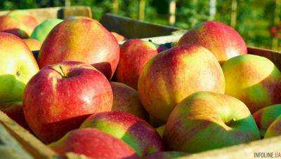 В латвийских яблоках нашли запрещённые пестициды
