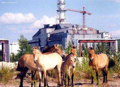 Красный список Международного союза содержит 14 видов животных из Чернобыльского заповедника