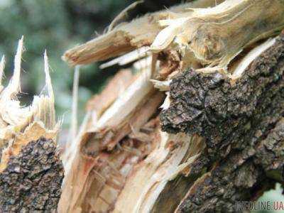 В Закарпатской области дерево убило 17-летнего парня