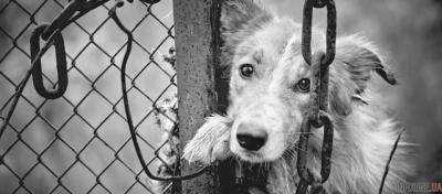 «Отрава будет везде!»: в Днепре догхантеры объявили войну владельцам собак