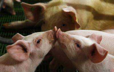 АЧС: свиноводы не верят в то, что правительство уменьшит им налоги