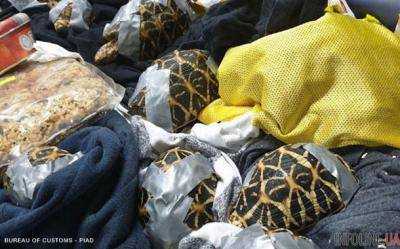 В Филиппинах в багаже обнаружили 1500 обмотанных скотчем черепах