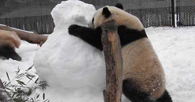 Панды-шалуньи устроили веселье в снегу и покорили весь интернет