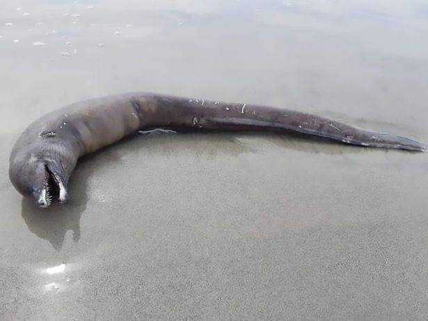 Безглазую змею с головой дельфина обнаружили на пляже