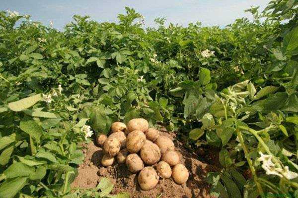 В Украине молодой картофель собираются оставить гнить на полях