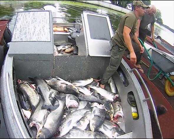Масова загибель риби на Запоріжжі: названа причина