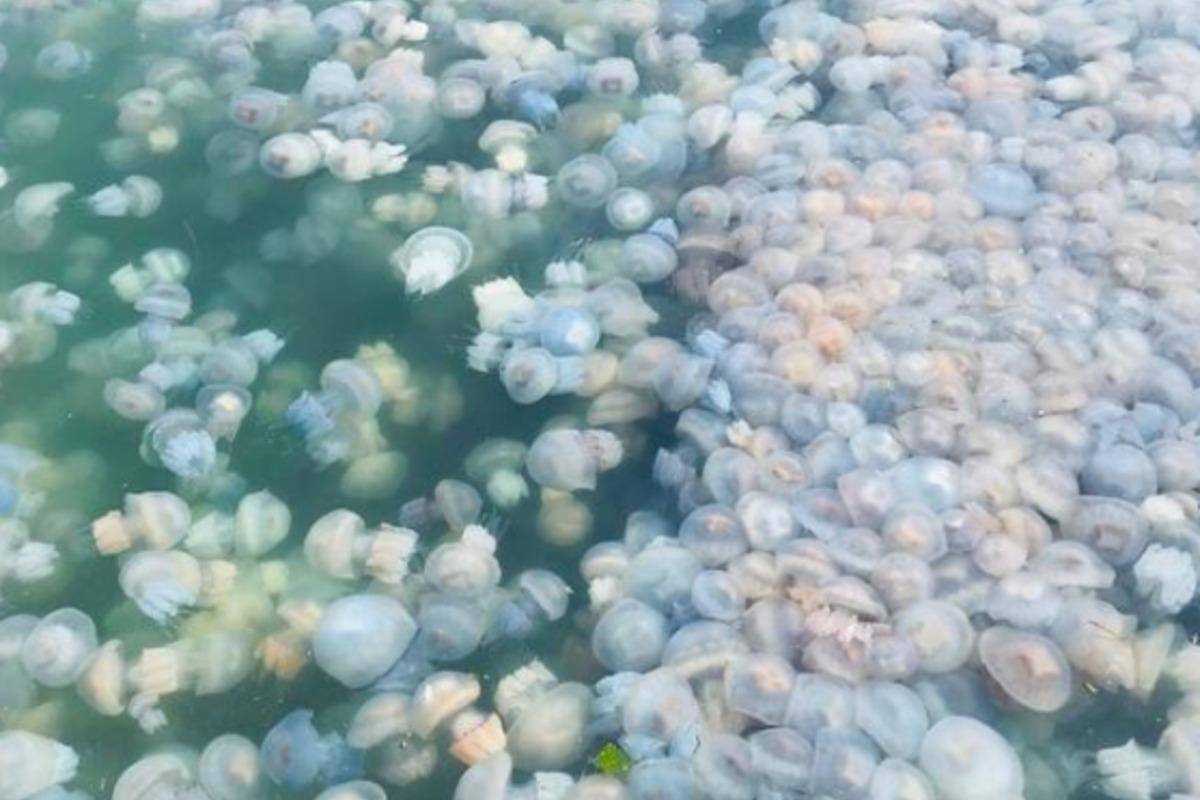Одеський порт "окупували" медузи: кількість зашкалює