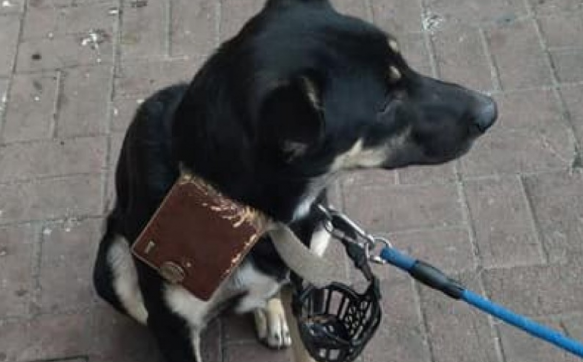 "Пробачте мені...": господар залишив собаку біля супермаркету з гаманцем та запискою