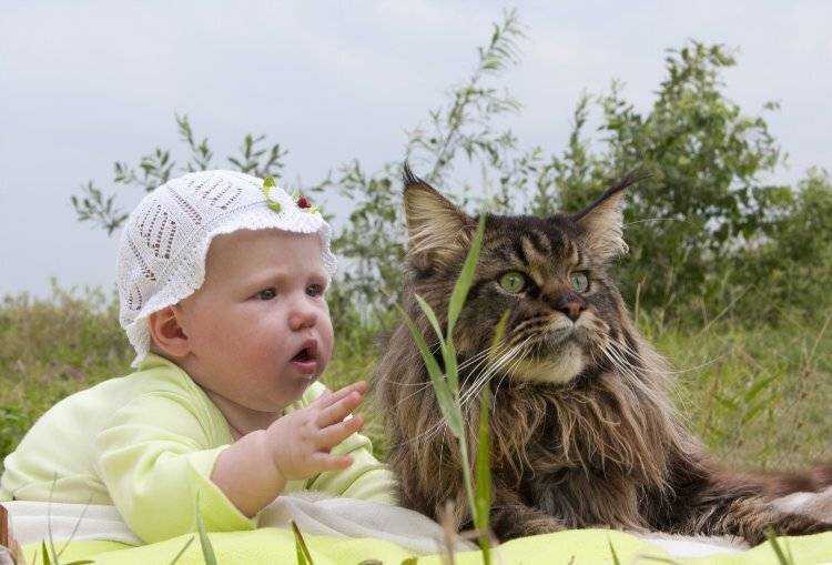Эксперты перечислили лучшие породы кошек для семей с маленькими детьми