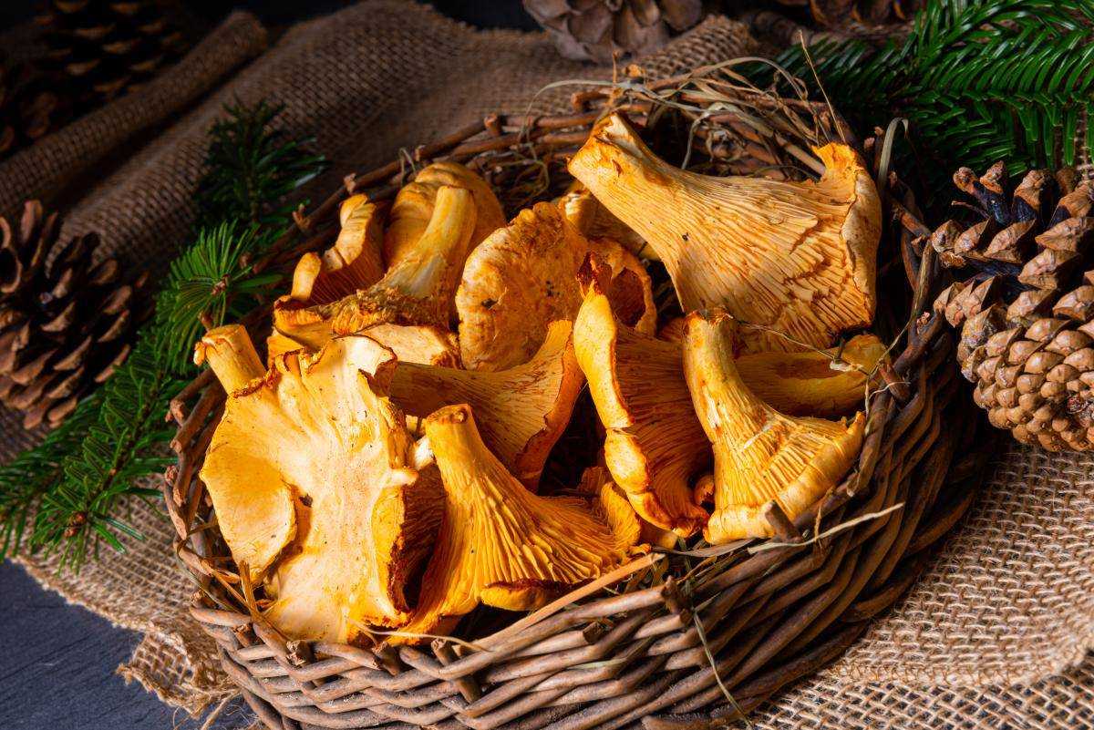 Дієтолог дала поради українцям щодо споживання грибів