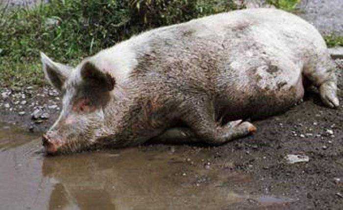 На берегу Днепра обнаружены трупы заражённых чумой свиней