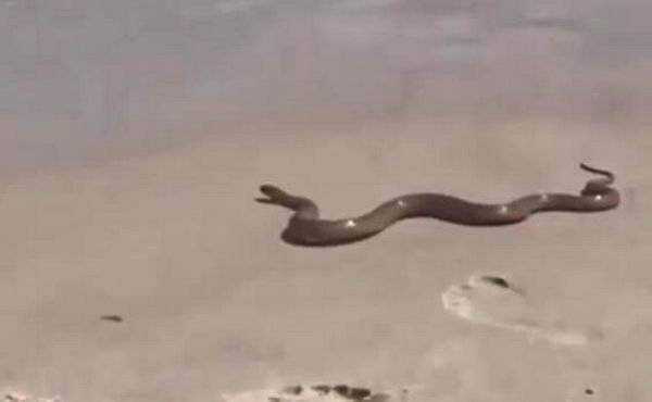 На пляжах в Одесской области змеи загорают вместе с отдыхающими